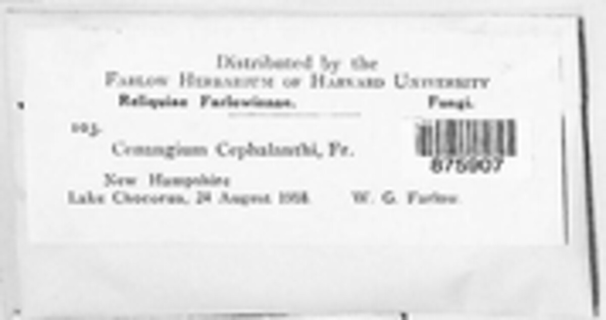 Godronia cephalanthi image